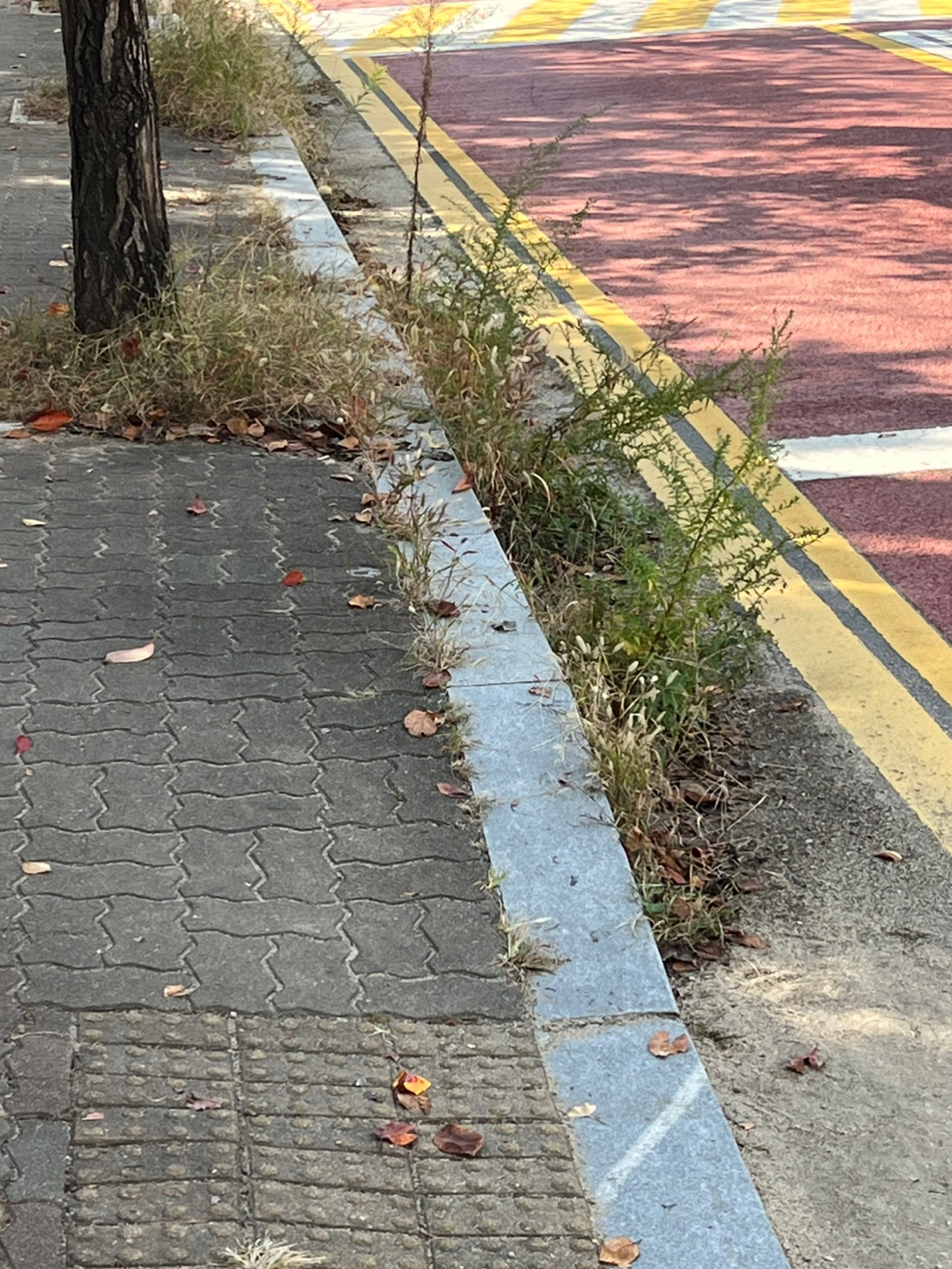 올한해 2024년 의정부시는 왜 잡초를 재배하는가?1