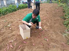 의정부3동 휴경지 고구마 캐기 참여