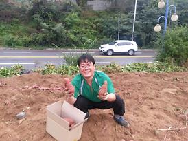 의정부3동 휴경지 고구마 캐기 참여