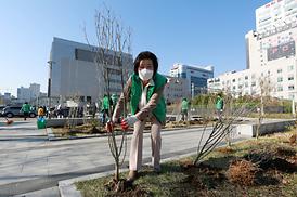 새마을회 무궁화 나무심기