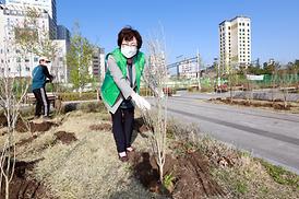 새마을회 무궁화 나무심기