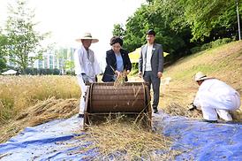 청보리길 걸어보기 행사