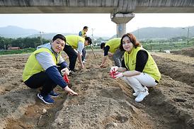 해바라기 파종 심기 행사