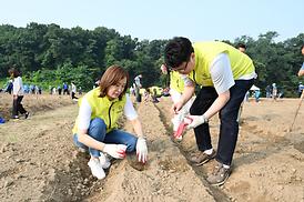 해바라기 파종 심기 행사