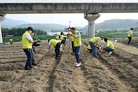 해바라기 파종 심기 행사