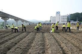 해바라기 파종 심기 행사