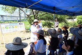 중랑천 생태하천 벼농사(모내기) 체험