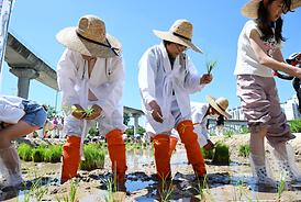 중랑천 생태하천 벼농사(모내기) 체험