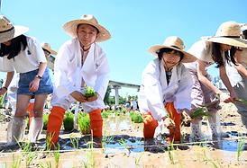 중랑천 생태하천 벼농사(모내기) 체험