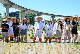 중랑천 생태하천 벼농사(모내기) 체험