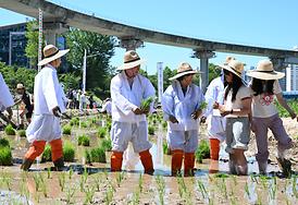 중랑천 생태하천 벼농사(모내기) 체험