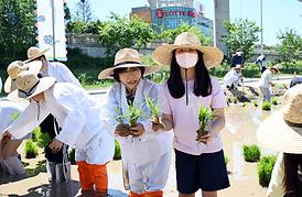 중랑천 생태하천 벼농사(모내기) 체험